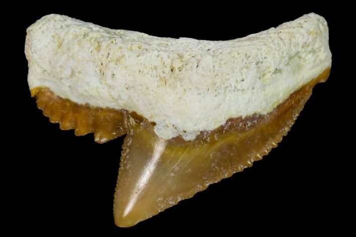 Fossil Tiger Shark Tooth - Bone Valley, Florida #122575